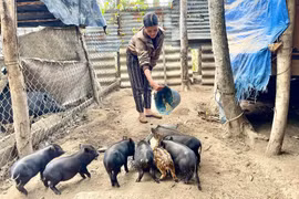 Nhờ được hỗ trợ mô hình nuôi heo đen sinh sản, gia đình chị Đinh Thị Kreh (làng Htăng, thị trấn Kbang) đã vươn lên thoát nghèo. Ảnh: M.P