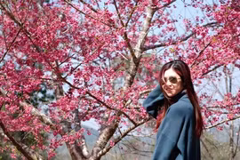 Những điểm du lịch hot nhất dịp Tết năm nay