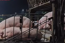Giá heo hơi giảm sau chỉ đạo của Phó Thủ tướng