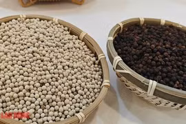 Giá tiêu hôm nay 12-4 tăng nóng, doanh nghiệp gom hàng xuất khẩu