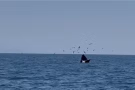 Du khách thích thú khi cá voi nặng 600kg xuất hiện sát bờ biển Bình Định