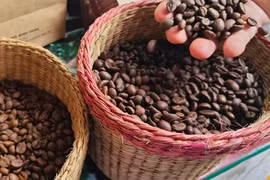 Giá cà phê hôm nay 27-3: Lao dốc không ngờ