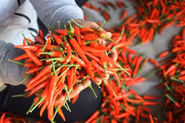 Kim ngạch xuất khẩu ớt giảm hơn 52%