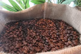 Giá cà phê hôm nay 11-3: Bật tăng trở lại