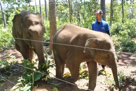 Nhập khẩu voi trẻ về làm nguồn giống sinh sản để bảo tồn