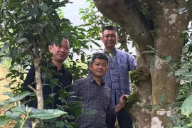 Uống trà đi !: Nghĩa đồng bào với non cao A Mú Sung