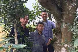 Uống trà đi !: Nghĩa đồng bào với non cao A Mú Sung