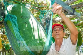 Độc lạ Bình Định: Làng trồng bí đao 'khổng lồ', có quả nặng hơn nửa tạ