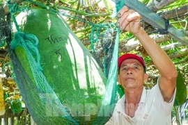 Độc lạ Bình Định: Làng trồng bí đao 'khổng lồ', có quả nặng hơn nửa tạ