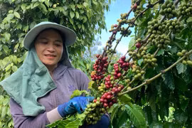 Cà phê Việt đón 'tin vui' từ chính sách thuế mới của Algeria