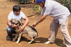 Đắk Lắk: Người phụ nữ tử vong nghi do bệnh dại vì bị mèo cắn 2 năm trước