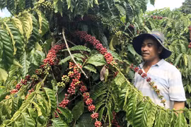 Phân quyền cấp mã số vùng trồng: Đơn giản hóa thủ tục, mở rộng cơ hội xuất khẩu