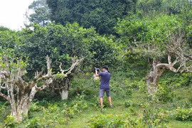 Uống trà đi!: Gieo mầm trà cho tương lai