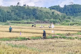 Ngày hội đổi công ở Đak Asêl 