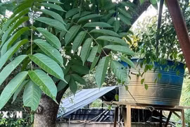 Đắk Nông: Phát hiện hai người tử vong trong trang trại nuôi vịt