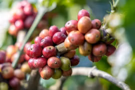 Mùng 3 tết, giá cà phê phá sâu kỷ lục của ngày mùng 2