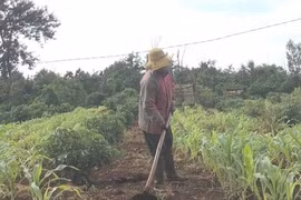 Thắng kiện hơn 2 tỉ đồng, 6 giáo viên đòi quyền lợi trong vô vọng