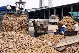 Giá sắn lao dốc mạnh nhất 10 năm qua