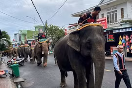 Hình ảnh 7 con voi diễu hành tiễn biệt 'vua voi' Tây Nguyên
