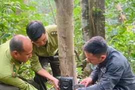Bảo vệ động vật hoang dã trên dãy Trường Sơn: Xuyên rừng tìm dấu chân thú