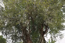 Về Đất Tổ nghe chuyện cây nghìn năm tuổi - Bài 2: Những đại lão mộc bên dòng sông Bứa