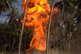 Lý Hải đốt nguyên rừng dừa