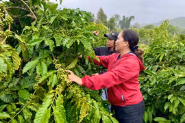 Nhiều hội viên nông hội mong muốn được tiếp cận nguồn vốn vay để phát triển sản xuất, kinh doanh. Ảnh: H.D