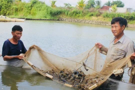 Ông Tống Văn Tần (bìa phải, xã Ayun Hạ) kiểm tra lứa tôm càng xanh để phục vụ thị trường dịp Tết. Ảnh: V.C