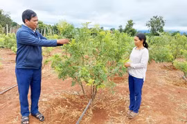 Đánh thức tiềm năng phát triển cây dược liệu