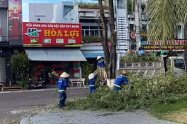 Công ty Cổ phần Công viên cây xanh và Chiếu sáng đô thị Quy Nhơn tập trung cắt tỉa cây xanh và gia cố hệ thống chiếu sáng, trang trí đô thị.
