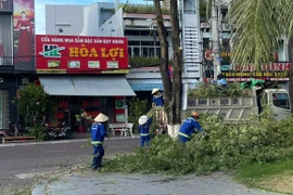 Công ty Cổ phần Công viên cây xanh và Chiếu sáng đô thị Quy Nhơn tập trung cắt tỉa cây xanh và gia cố hệ thống chiếu sáng, trang trí đô thị.