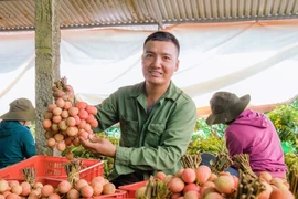 Mùa vải ngọt ở Tây Nguyên