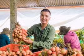 Mùa vải ngọt ở Tây Nguyên