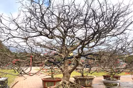 Đắk Lắk: Tận thấy cây mai tiền tỷ, khế thế đổ 'nhất long họa bì'