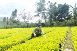 Nâng cao chất lượng cây giống lâm nghiệp