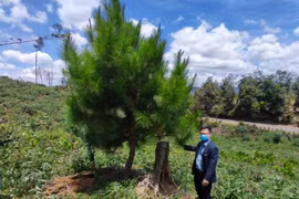 Mất rừng hơn 11 ha, Sở NN-PTNT nói do mưa bão, nắng hạn, sạt lở...