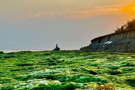 Đẹp mê hồn bức tranh rêu xanh huyền ảo ở núi lửa Lý Sơn