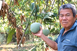 Xoài Úc chỉ còn hơn 1.000 đồng/ký, rụng đầy gốc không bán được