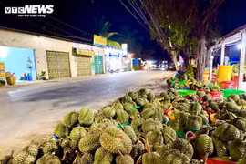 Mất mùa, mất giá, nông dân trồng sầu riêng loay hoay tìm nguồn gốc cadimi