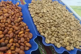 Giá cà phê hôm nay 7-3: Sụp chóng vánh