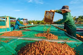 Các thương hiệu cà phê của Gia Lai được trưng bày, giới thiệu tại nhiều điểm bán hàng OCOP. Ảnh: V.T