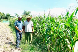 Người dân xã Ia Trốk đưa các giống bắp mới vào sản xuất nhằm nâng cao thu nhập. Ảnh: H.T