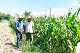 Người dân xã Ia Trốk đưa các giống bắp mới vào sản xuất nhằm nâng cao thu nhập. Ảnh: H.T