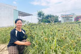 Nông dân Yang Bắc tăng thu nhập nhờ trồng cây cào ủ rượu