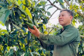 Nhờ canh tác theo hướng hữu cơ, gia đình ông Phan Văn Chạo (thôn 2, xã Nghĩa Hòa, huyện Chư Păh) mỗi năm thu nhập khoảng 600 triệu đồng từ trang trại. Ảnh: T.D