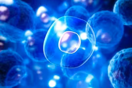 Nhật Bản thành công với 'canh bạc' tế bào gốc