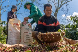 Đầu năm, giá cà phê tăng tưng bừng