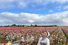 Người Việt lạc lối giữa cánh đồng hoa tulip như cổ tích ở Hà Lan
