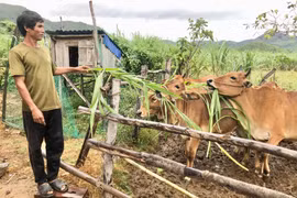 Ông Rah Lan Đang chăm sóc đàn bò của gia đình. Ảnh: L.N