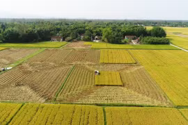 Thí điểm chuyển nhượng đất nông nghiệp làm dự án nhà ở thương mại từ ngày 1-4-2025 (Ảnh minh họa). Nguồn luatvietnam.vn